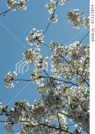 美しい日本で咲き誇る桜の花 美しい日本で咲き誇る桜の花 61313854