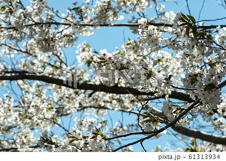 日本の美しい桜の花 61313934
