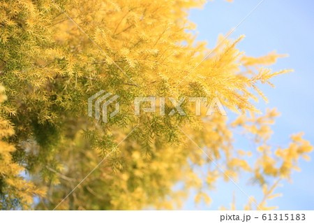 レボリューションゴールドの黄葉 61315183