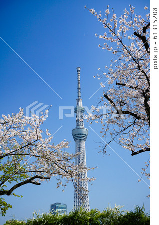 東京スカイツリーと桜＜東京都台東区隅田公園から2019年4月＞ 61315208