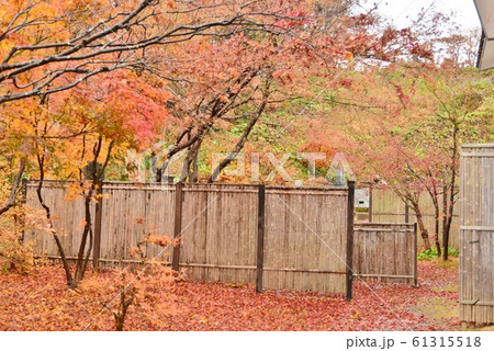 竹で編んだ垣根と紅葉のもみじ 竹で編んだ垣根と紅葉のもみじ 61315518