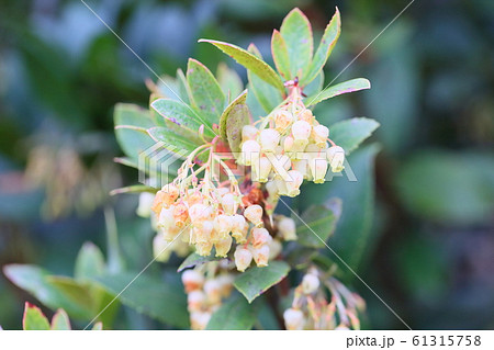 イチゴの木の花 61315758