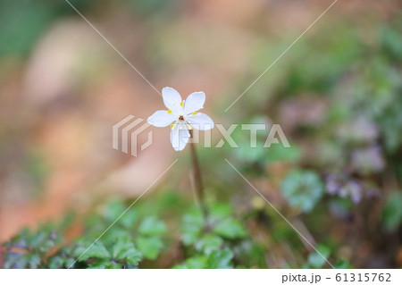 バイカオウレンの花 咲いた バイカオウレンの花 咲いた 61315762