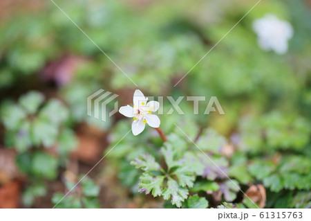 バイカオウレンの花 咲いた バイカオウレンの花 咲いた 61315763