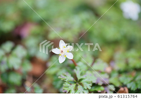 バイカオウレンの花　咲いた 61315764