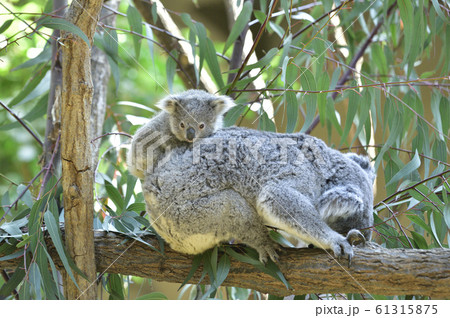 コアラの母子　〜赤ちゃんコアラをおんぶする母コアラ〜 61315875
