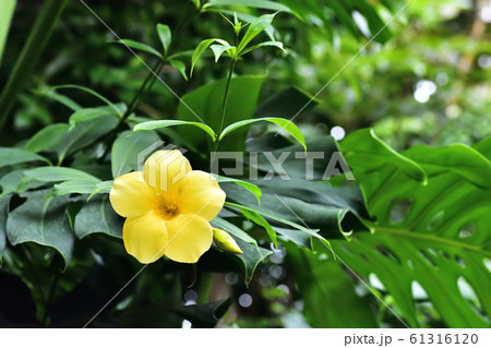 ヒメアリアケカズラ ヒメアリアケカズラ 61316120