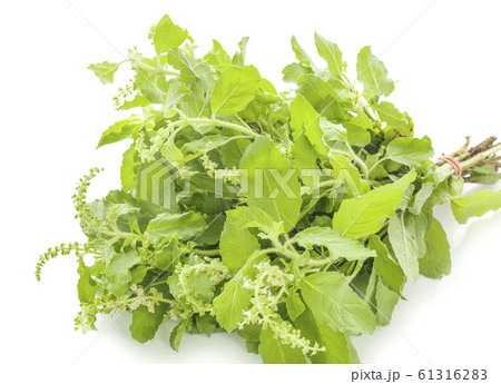 Holy basil an isolated on white background 61316283