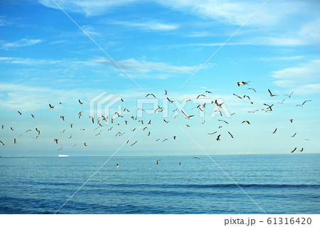 海猫の乱舞・・羽虫の捕食風景10 61316420