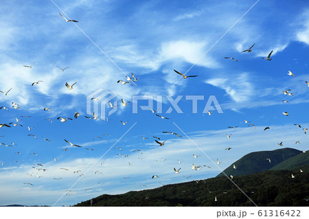 海猫の乱舞・・羽虫の捕食風景11 61316422
