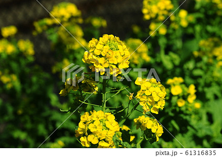 菜の花 Turnip rape 菜の花 Turnip rape 61316835