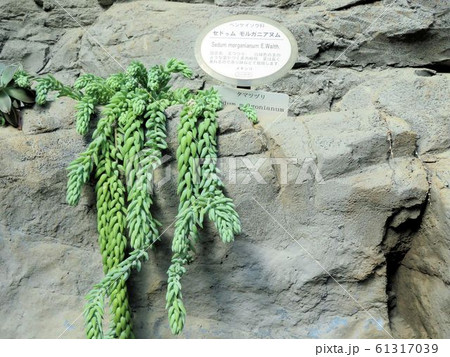 セドゥム・モルガニアヌム／新宿’ 61317039