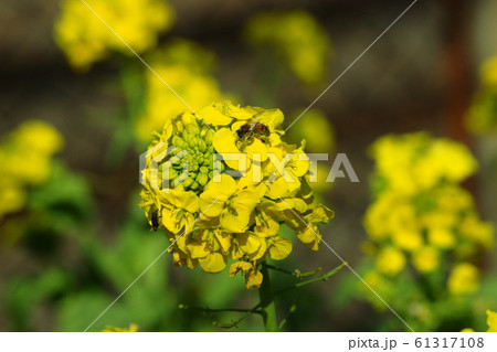 菜の花 Turnip rape 菜の花 Turnip rape 61317108