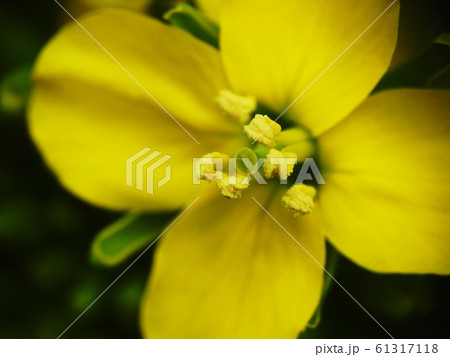 菜の花　Turnip rape 61317118