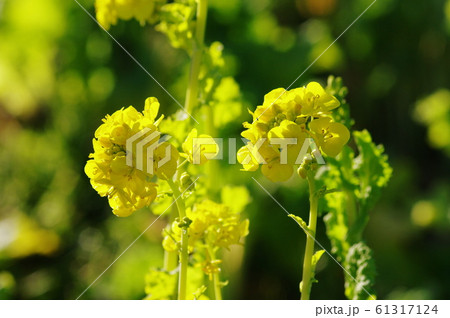 菜の花　Turnip rape 61317124