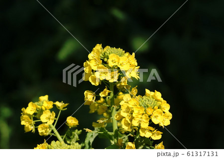 菜の花　Turnip rape 61317131