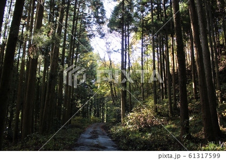 林道 林道 61317599