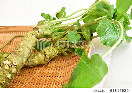 本わさび 本わさび 61317629