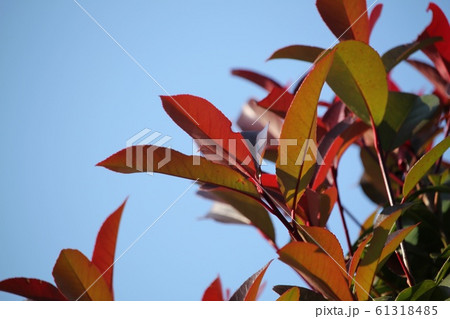 紅要 紅要 61318485