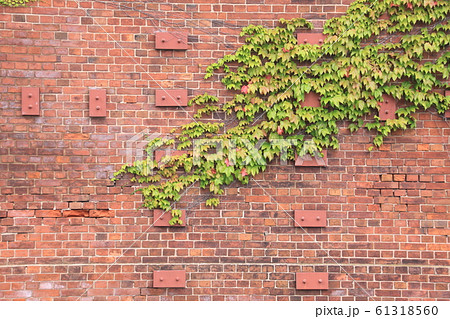 アイビーと赤レンガ 61318560