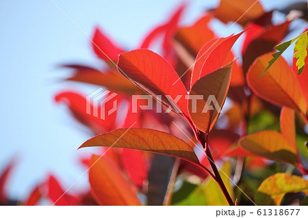 紅要 紅要 61318677