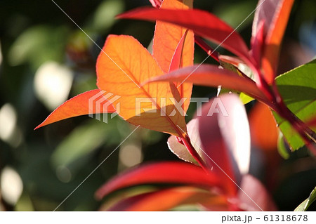 紅要 紅要 61318678