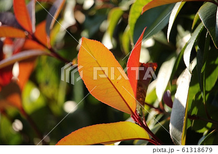 紅要 紅要 61318679
