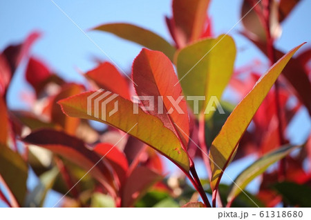 紅要 紅要 61318680