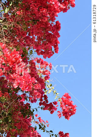 赤いキョウチクトウとフリヒリアナの白い街並み 赤いキョウチクトウとフリヒリアナの白い街並み 61318729