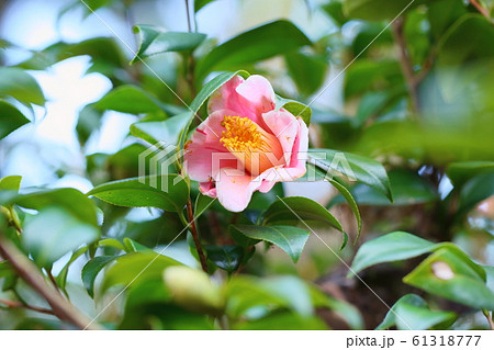 ツバキの花 覆輪秋の山 ツバキの花 覆輪秋の山 61318777