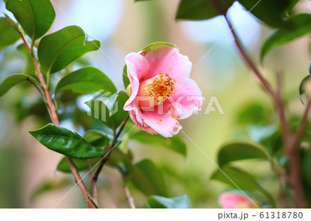 ツバキの花 覆輪秋の山 ツバキの花 覆輪秋の山 61318780