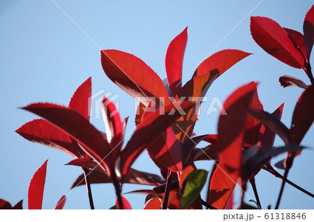 紅要 紅要 61318846