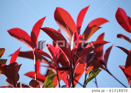 紅要 紅要 61318850