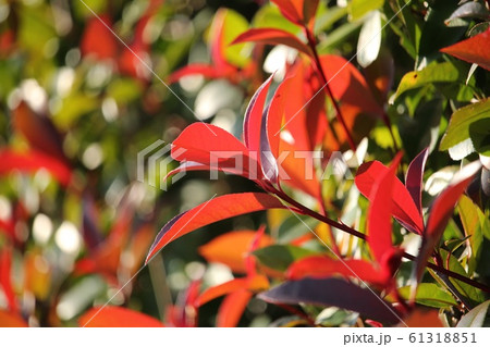 紅要 紅要 61318851