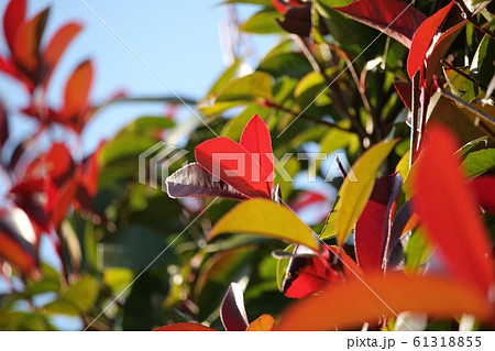 紅要 紅要 61318855