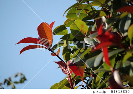 紅要 紅要 61318856