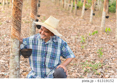 Farmer agriculturist Rubber tree plantation 61319152