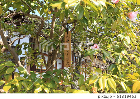 向島百花園　わびすけ（椿の一種） 61319463