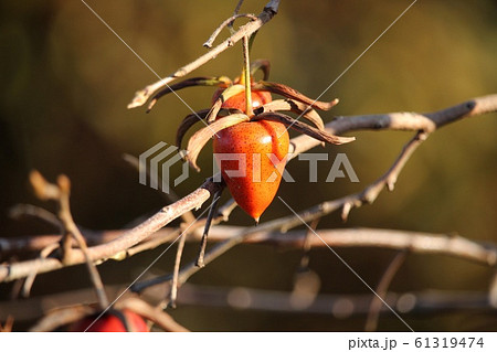 ろうや柿 61319474