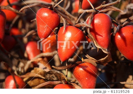 ろうや柿 ろうや柿 61319526