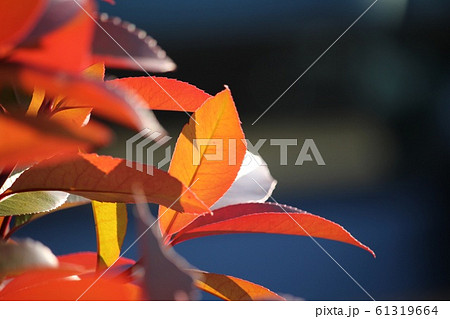 紅要 紅要 61319664