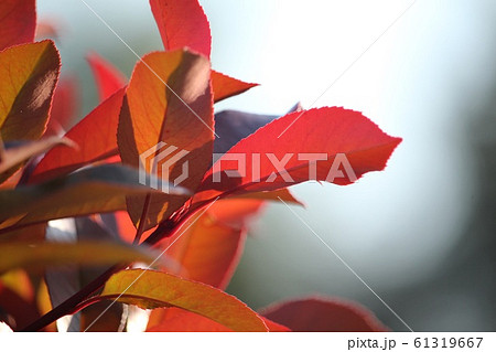 紅要 紅要 61319667