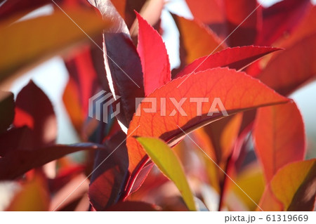 紅要 紅要 61319669