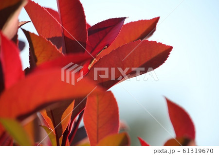 紅要 紅要 61319670