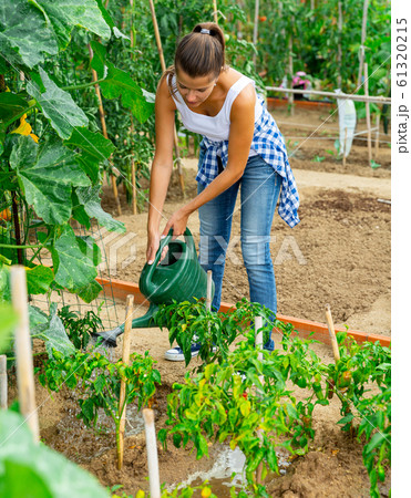 Positive woman gardening in plantation – watering with watering can plants 61320215