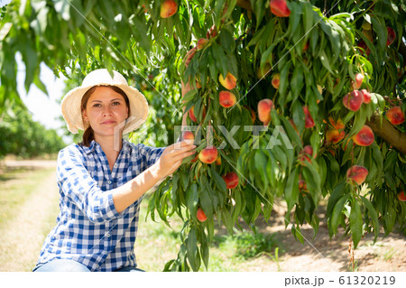 Woman farmer picking harvest of peaches from tree 61320219