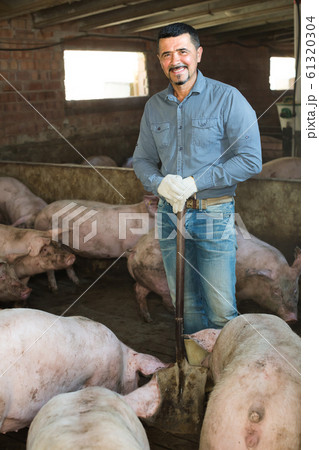 Mature farmer in hangar with hogs. 61320304