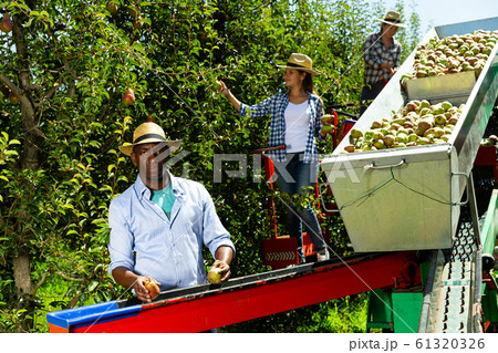 Farmer picking pears on harvesting platform Farmer picking pears on harvesting platform 61320326