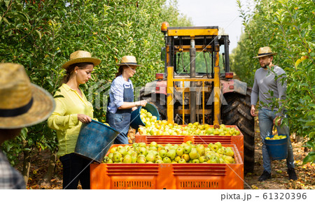 Farmers putting bruised apples in crate 61320396