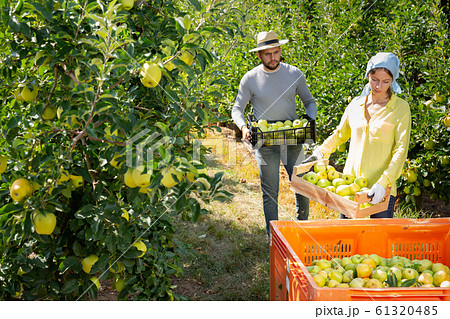Woman holding box with picked apples 61320485